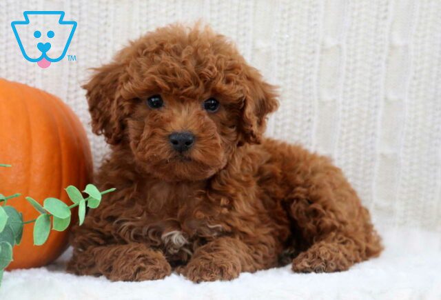 Hunter Mini Poodle image