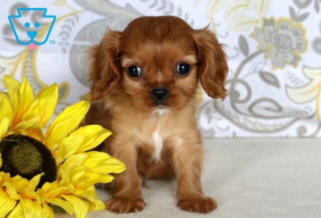 Indy Cavalier image