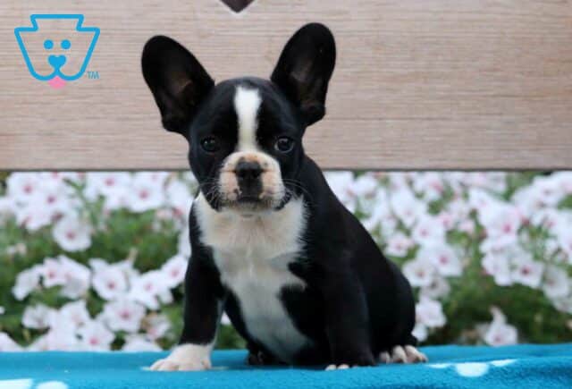 Krimpit French Bulldog Mix image