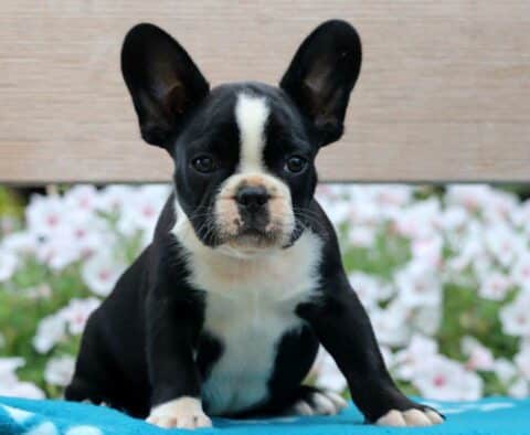 Krimpit French Bulldog Mix2