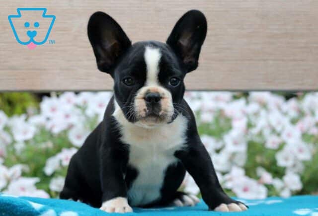 Krimpit French Bulldog Mix2 image