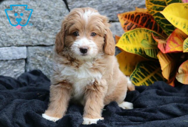 Lady Mini Bernedoodle image