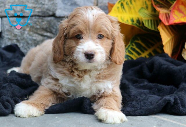 Lady Mini Bernedoodle2 image