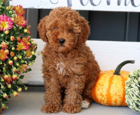 Lovey Toy Poodle
