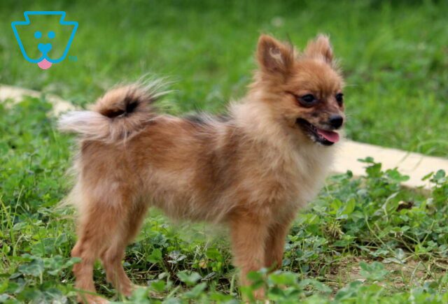 Mandy Pom Retake image