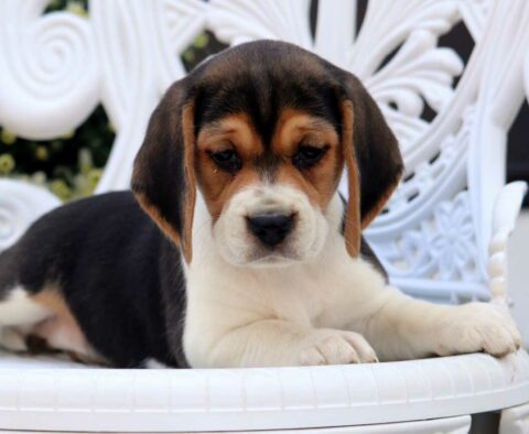 Maple Beagle