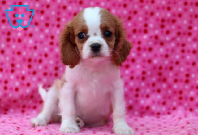 Marley Cavalier image