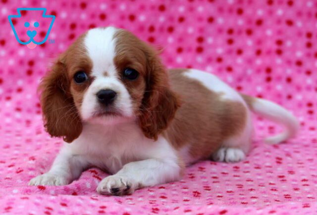 Marley Cavalier2 image