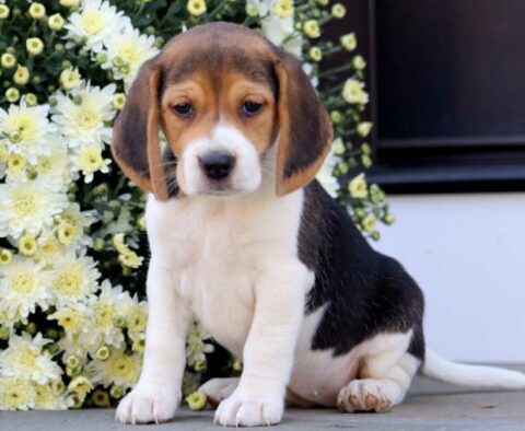 Matti Beagle
