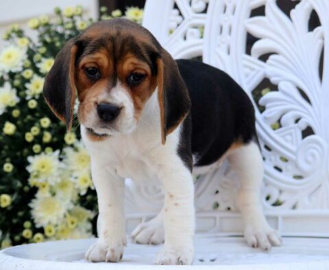 Mica Beagle