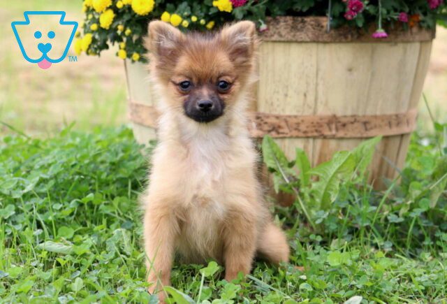 Midget Pom Retake image