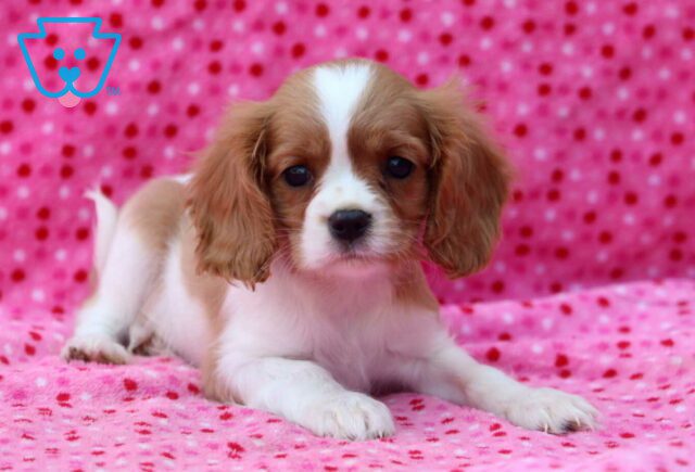 Mighty Cavalier image