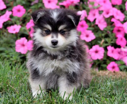 Moby Pomsky