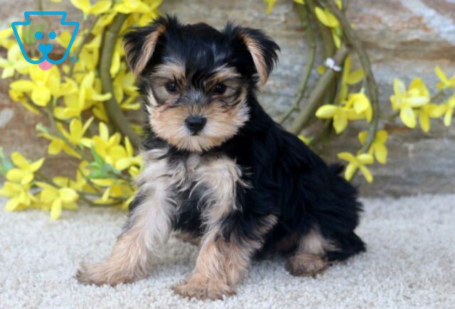 Mocha Yorkie image