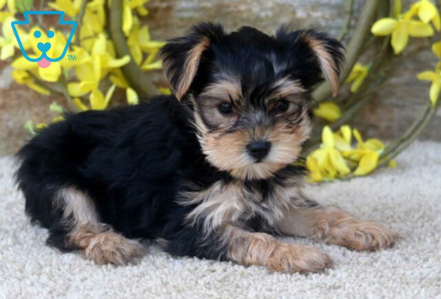 Mocha Yorkie2 image