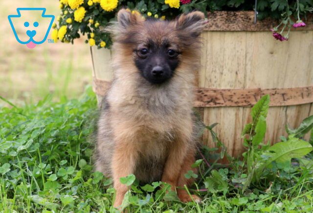 Muffin Pom Retake image