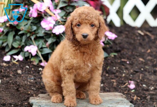 Nashville Mini Goldendoodle image