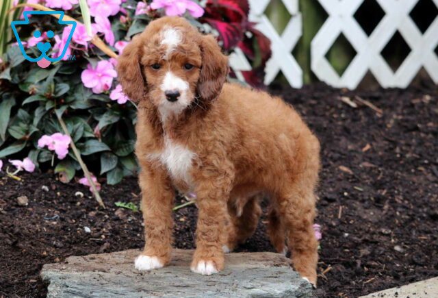 Newton Mini Goldendoodle2 image