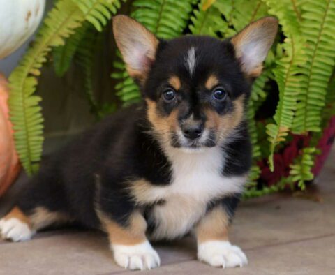 Ninja Welsh Corgi2