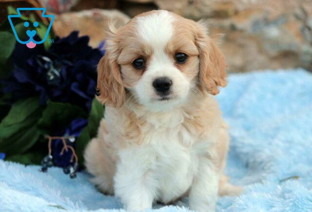Ozzy Cavachon image