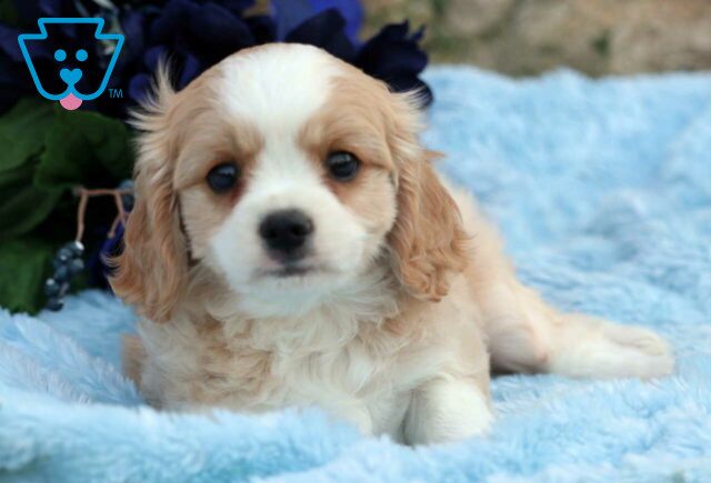 Ozzy Cavachon2 image