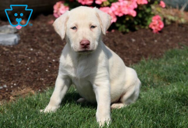 Pansy Yellow lab image
