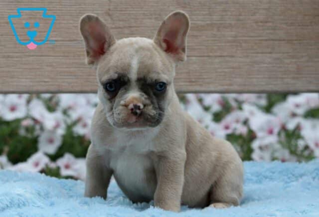 Pauly French Bulldog image