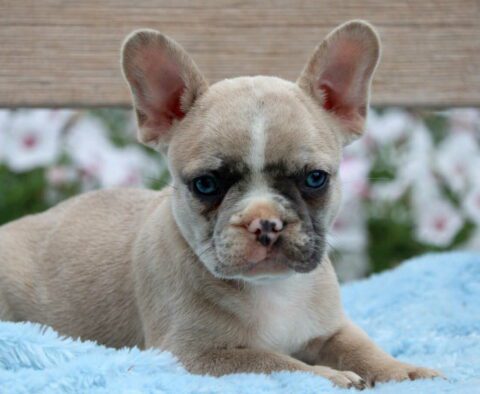 Pauly French Bulldog2