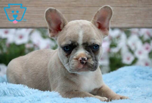 Pauly French Bulldog2 image