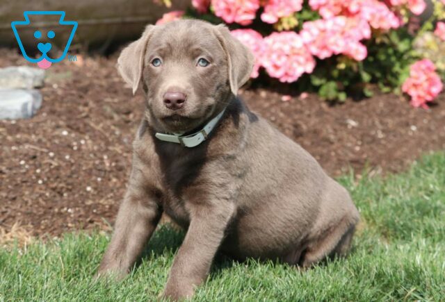 Paws Silver Lab image