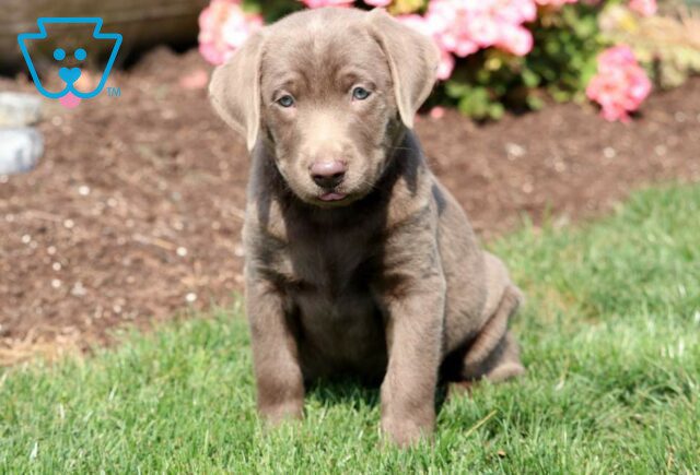 Paws Silver Lab2 image
