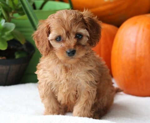 Pebbles Cockapoo