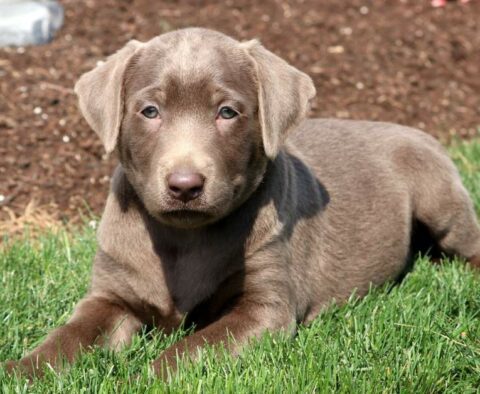 Pebbles Silver Lab2