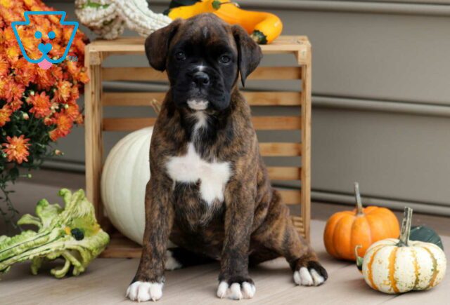 Pepper Boxer image