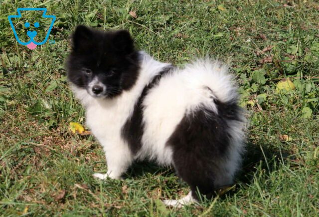 Pluto Pomeranian image