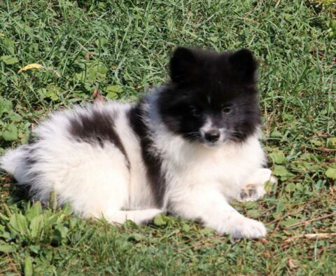 Pluto Pomeranian2