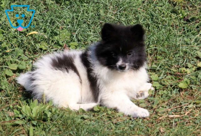 Pluto Pomeranian2 image