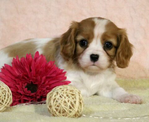 Polly Cavalier2