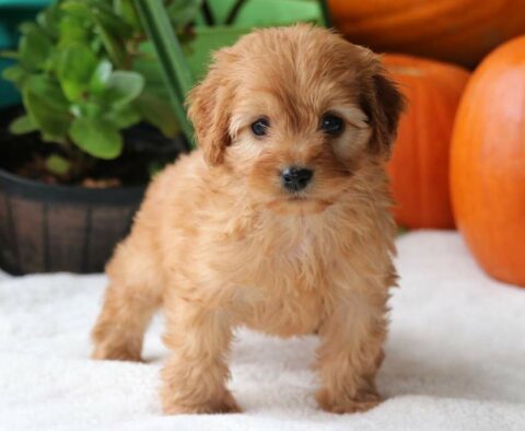 Pongo Cockapoo