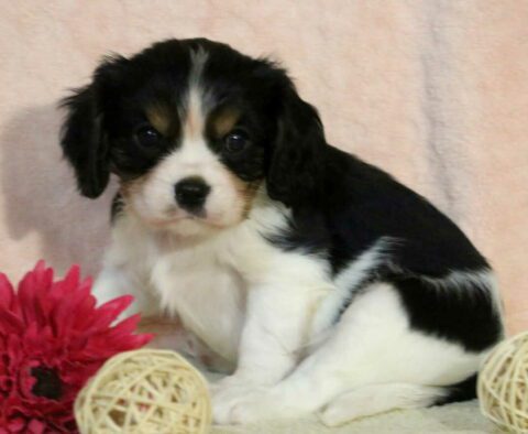 Pooch Cavalier