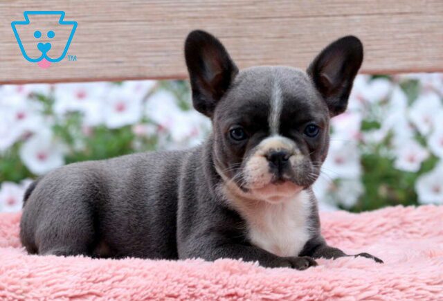 Porsha French Bulldog2 image