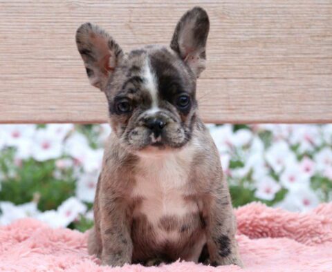 Pretty French Bulldog2