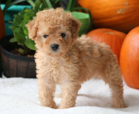 Pumpkin Cockapoo