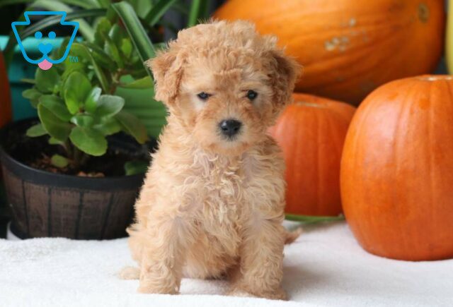 Pumpkin Cockapoo2 image