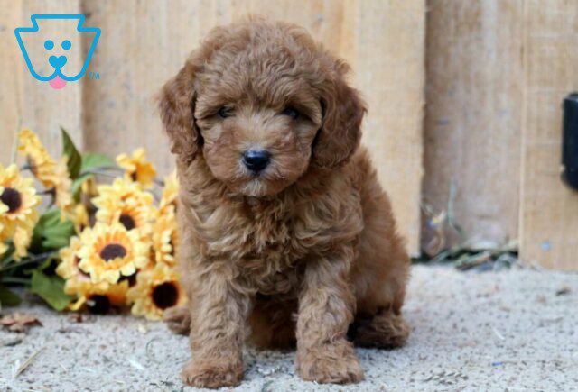 Rain Mini Poodle image