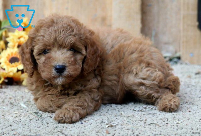 Rain Mini Poodle2 image