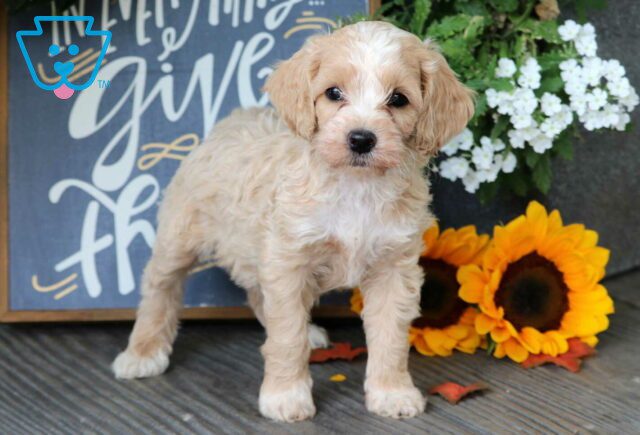 Rainy Cockapoo image
