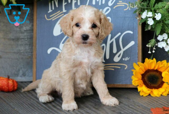 Rainy Cockapoo2 image