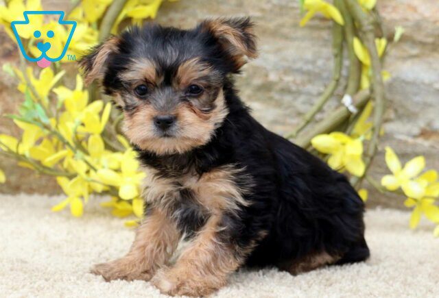 Raven Yorkie image
