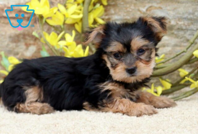Raven Yorkie2 image